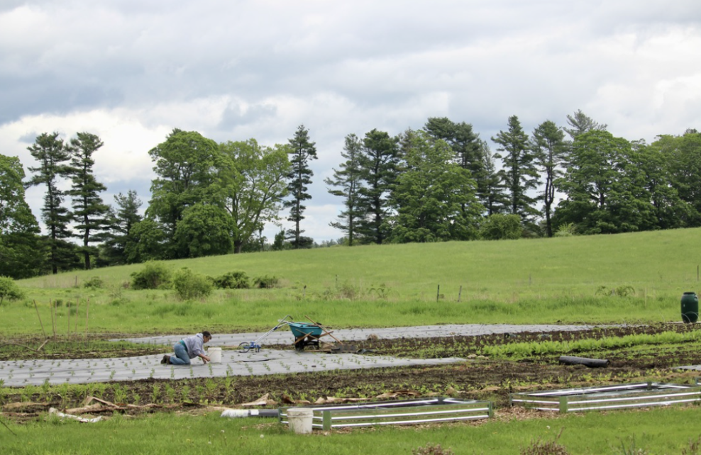 With summer around the corner, it's the ideal time for gardens to sprout around Wayland. Join WSPN's Katie Collett and Caroline Kiernan as they explore local gardens.  
